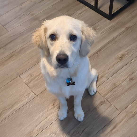 ✨🐾Pet friendly seller 🐾✨ - Picture 6 of 10